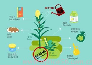 草甘膦致癌？歐盟限制使用！