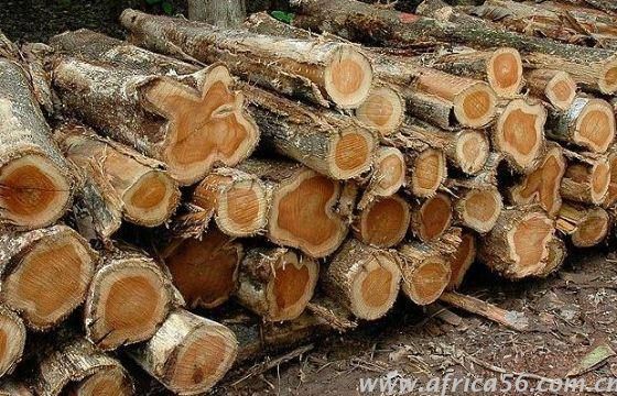櫻桃木識別方法