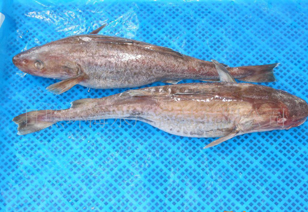 烏干達魚類產(chǎn)品進出口情況_非洲物流_上海旭洲