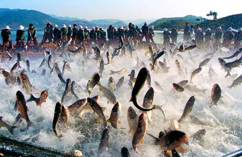 烏干達魚類產(chǎn)品進出口情況_非洲物流_上海旭洲